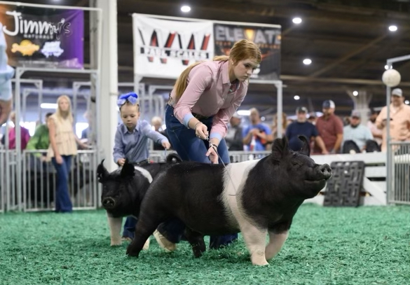 2023 STC class winning third-high-selling gilt sired by Tru Value
