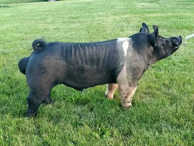 Pink Shell Sire Sires - Peter Farms