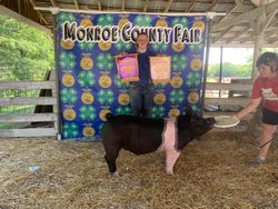 Champion Hamp & Reserve Grand
