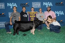 Champion Hampshire Barrow