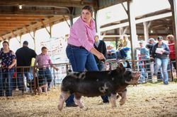 Champion Points Berkshire Gilt
