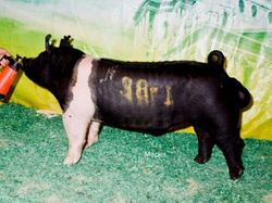 Champion Hampshire Boar